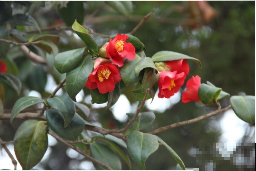 1种花特耐寒,冰天雪地也开花,颜色热闹火红 1种花特耐寒,冰天雪地也开花,颜色热闹火红