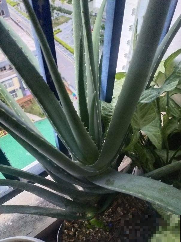 盆栽芦荟如何正确浇水,做好这4点不烂根,叶片肥厚长势旺 盆栽芦荟如何正确浇水,做好这4点不烂根,叶片肥厚长势旺