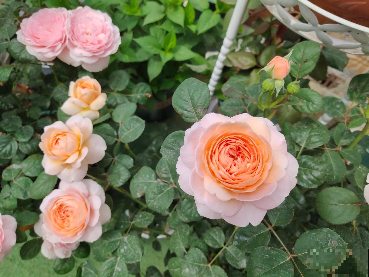 月季中的经典款,种在院子里气场全开,颜值高的不得了 月季中的经典款,种在院子里气场全开,颜值高的不得了