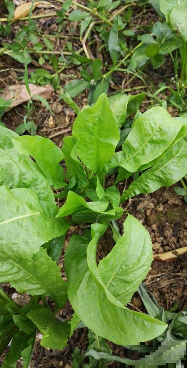 农村常见的野草，现在30块钱一斤，城里超市买不到
