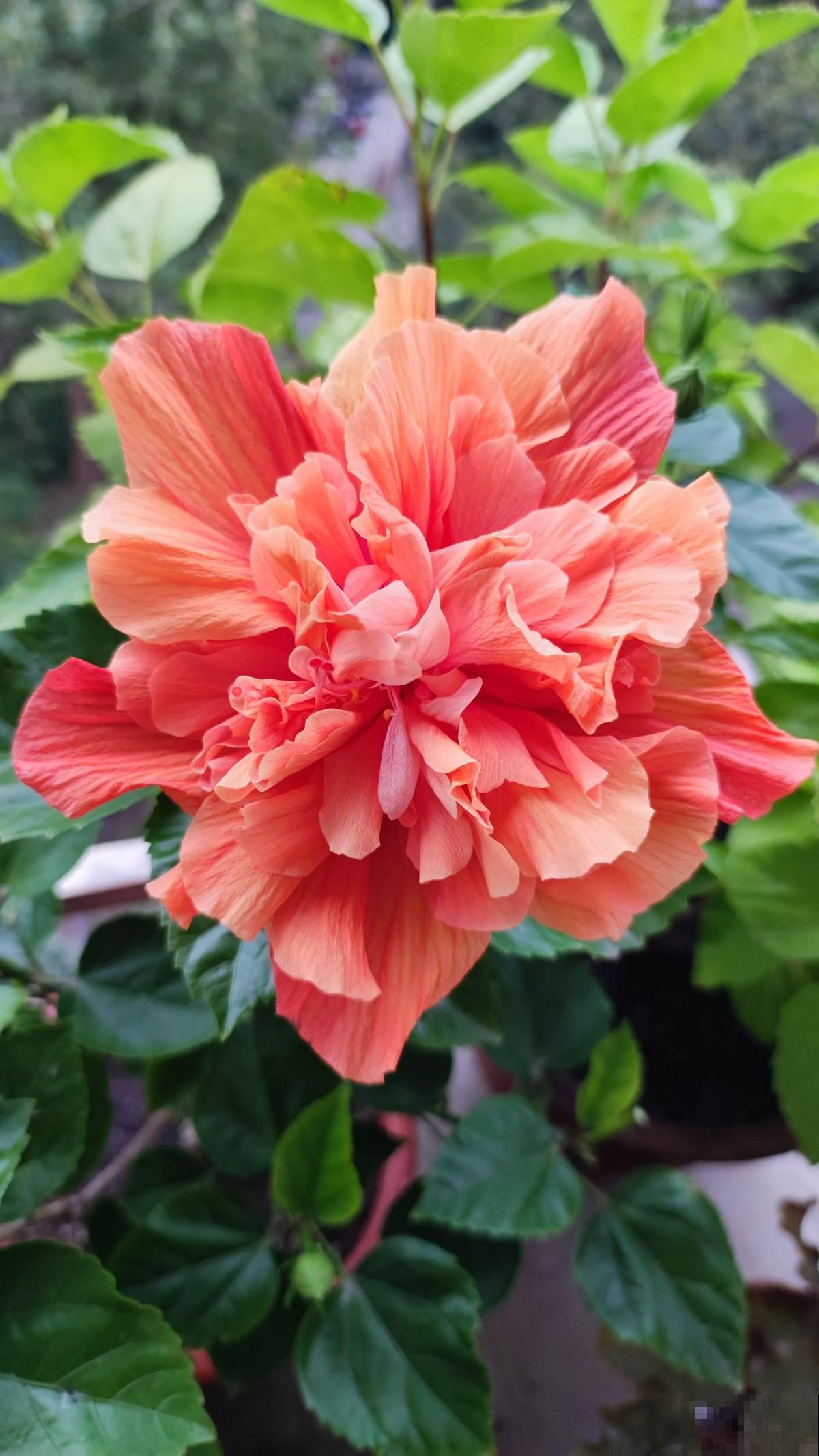 老公说我养花不顾家，整天拿孩子说事，吵架真的吵累了