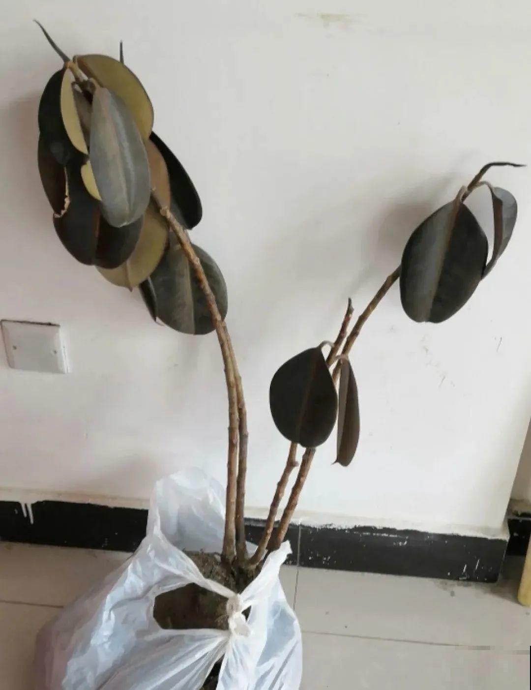 10种花得穷养，盆越小、水越少，越长得旺