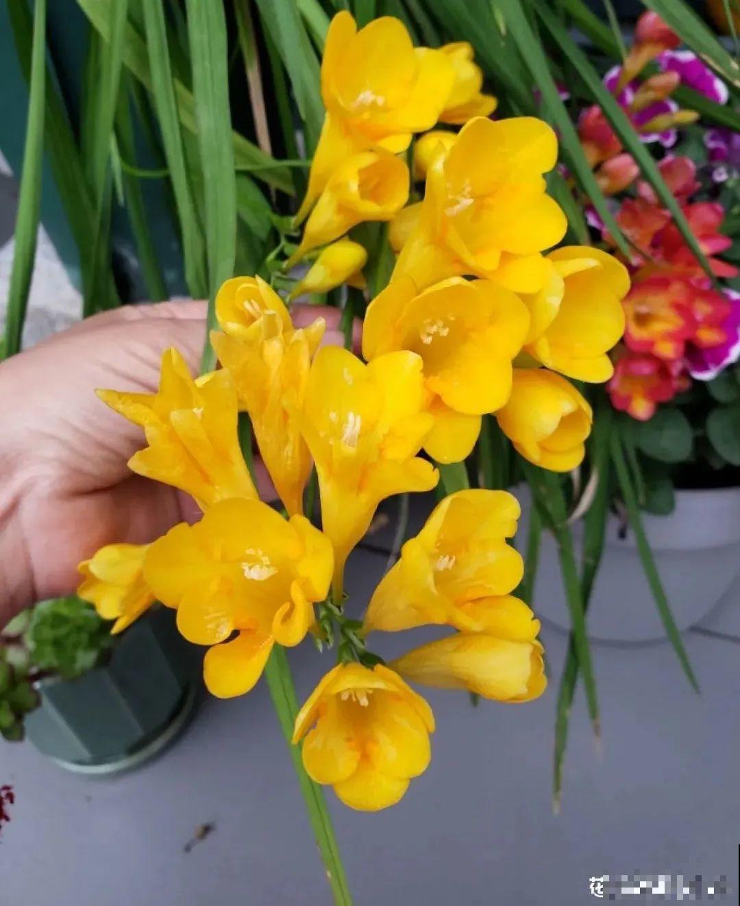 秋天在家养盆“香香花”，满屋子香味，还特耐寒