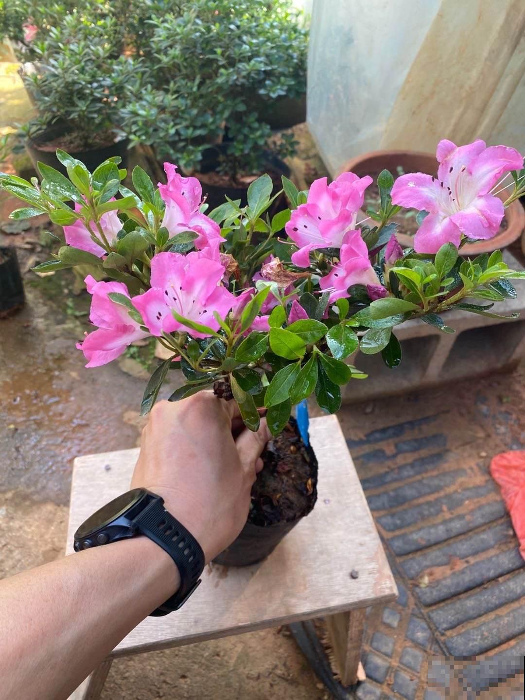 杜鹃花不开花的3个原因，对症下药，四季开花不断