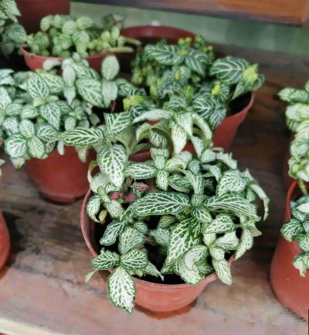 10种花冬天不能断水，勤浇水才能长得旺，叶子油亮有光泽