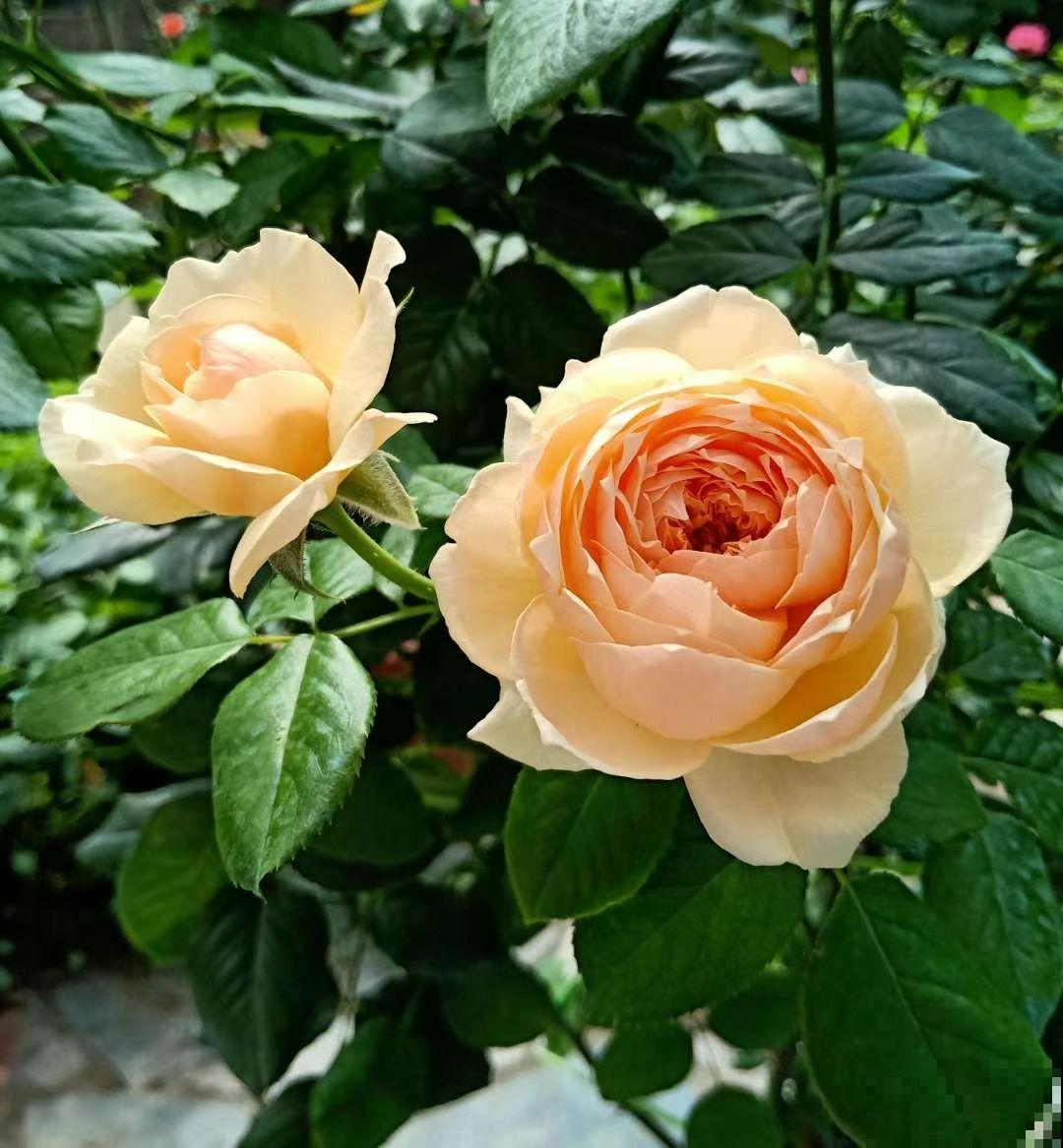 农村随处可见的牛粪，城里人当个宝，拿来养花正合适