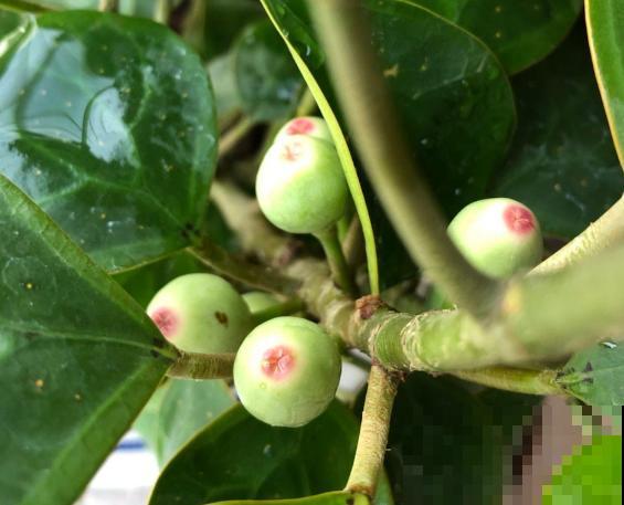 再穷也要养盆小盼菩提，有“旺运”好兆头，被称作“智慧树”