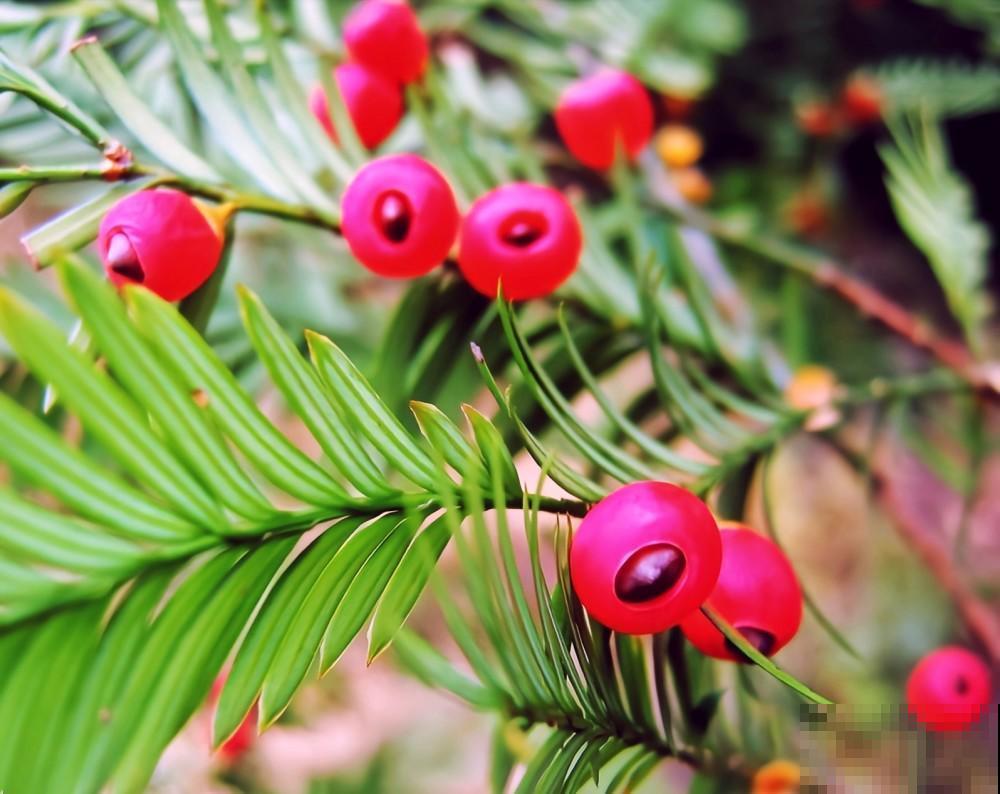 家里养的“长寿”植物，我们村都当传家宝养，养20年20万不卖