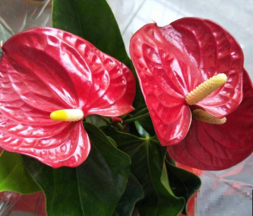 家里没有直射光,就养这10种耐阴植物,照样开花不停 家里没有直射光,就养这10种耐阴植物,照样开花不停