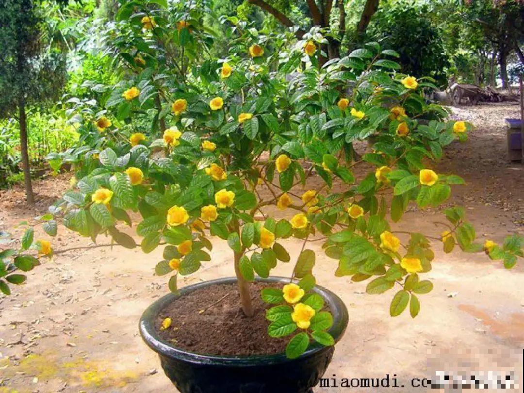 66万一盆的花,真是够贵的,打工几十年也攒不出一盆 66万一盆的花,真是够贵的,打工几十年也攒不出一盆