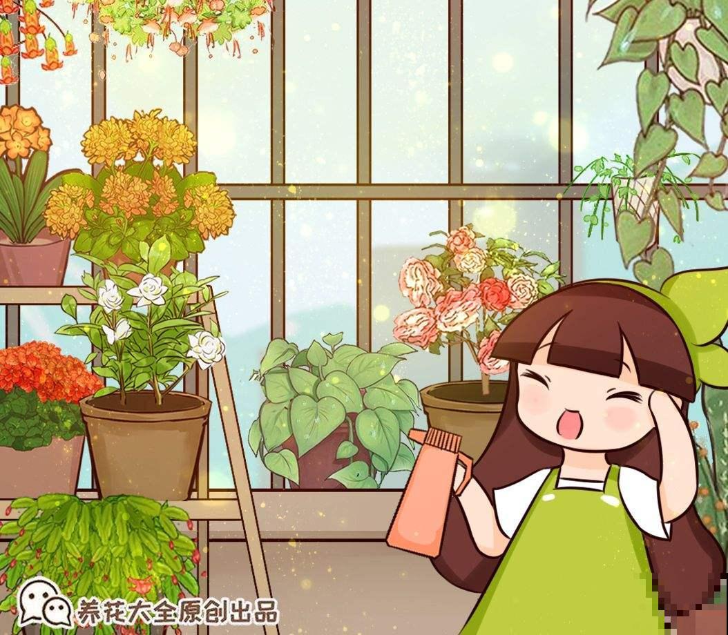 养花交过的智商税，8年资深花农告知你，这5点坑了你不少钱