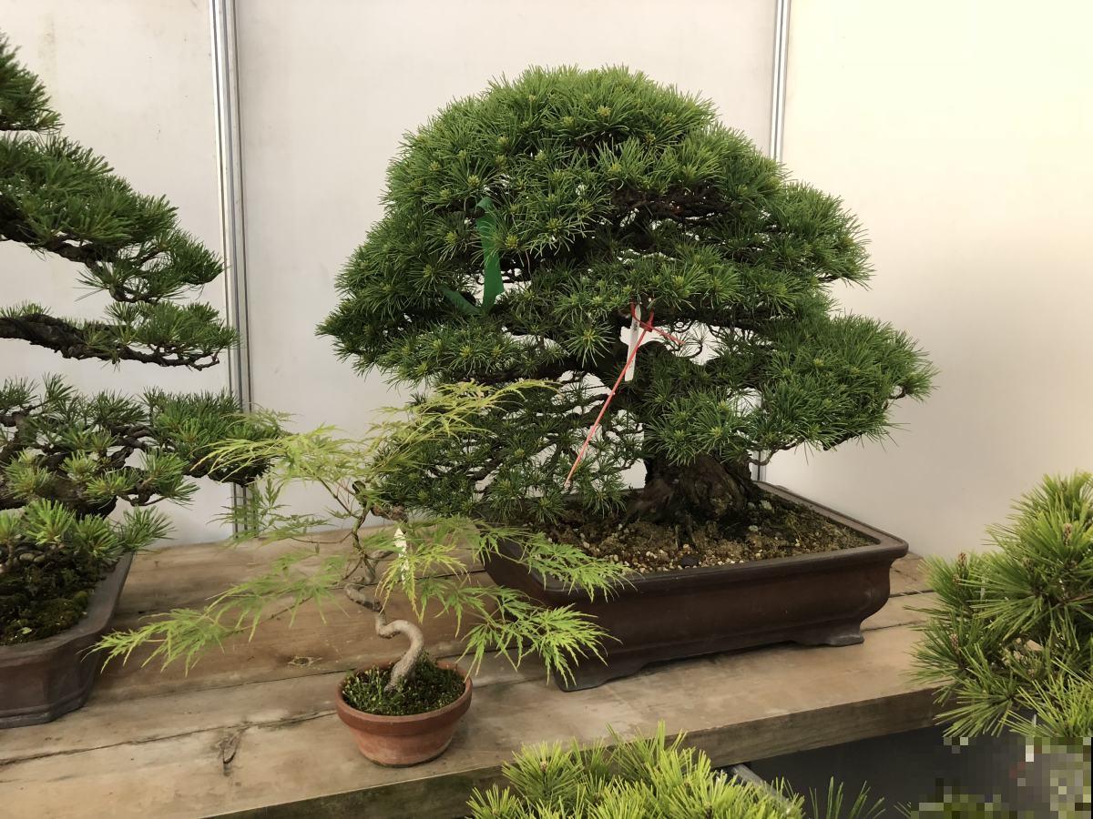 5种花，天生的高贵气质，做成盆景价值翻倍