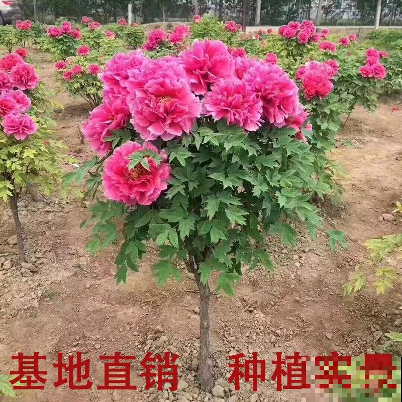 家里养8种“守家树”，红红火火特别旺运，镇宅好福气