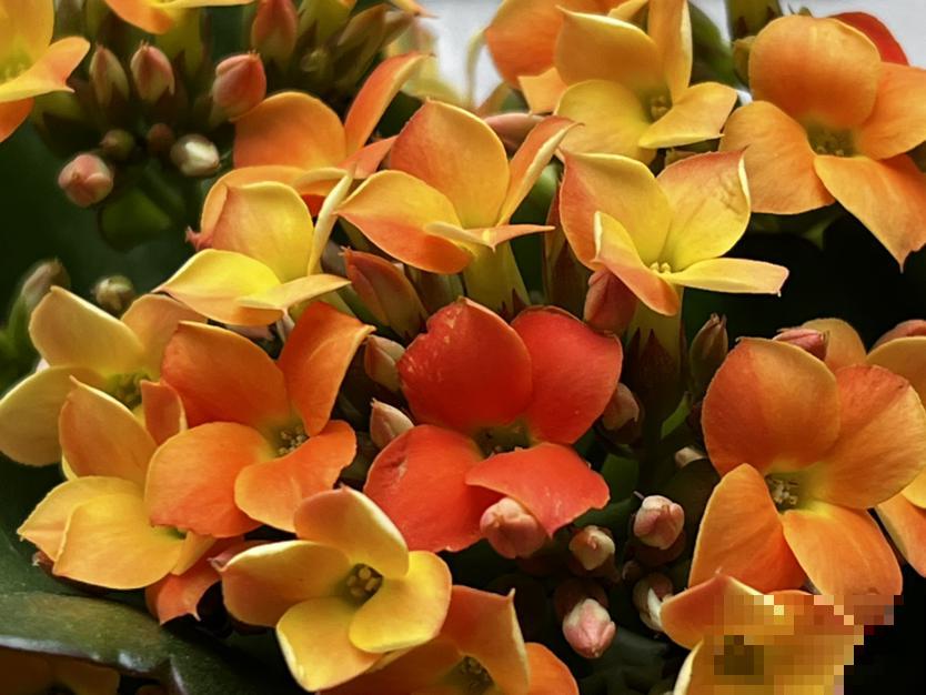 插根枝条就能活,养花不花冤枉钱,秒变家中小花园 插根枝条就能活,养花不花冤枉钱,秒变家中小花园