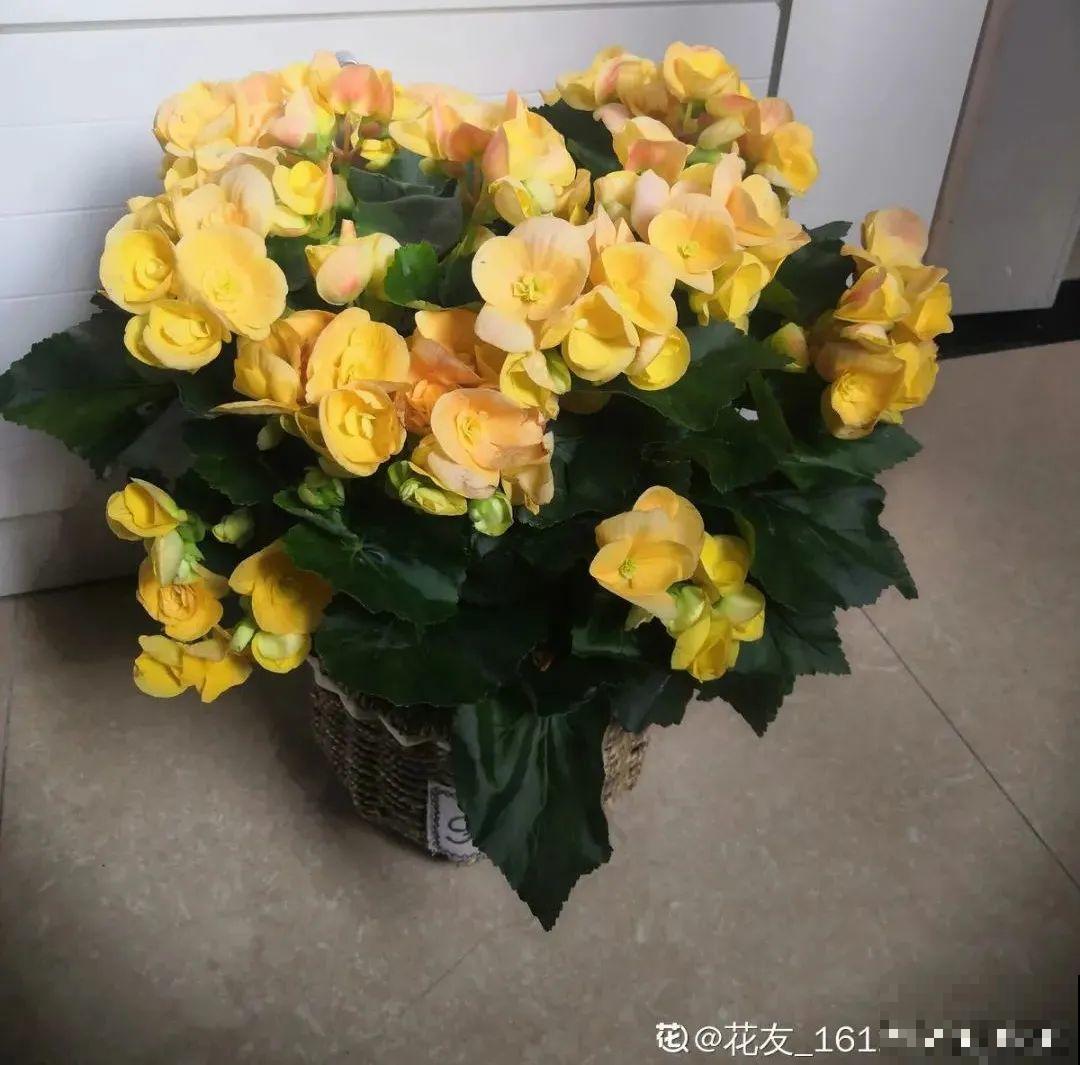 8种花，年年买，年年养死，今年可别当冤大头