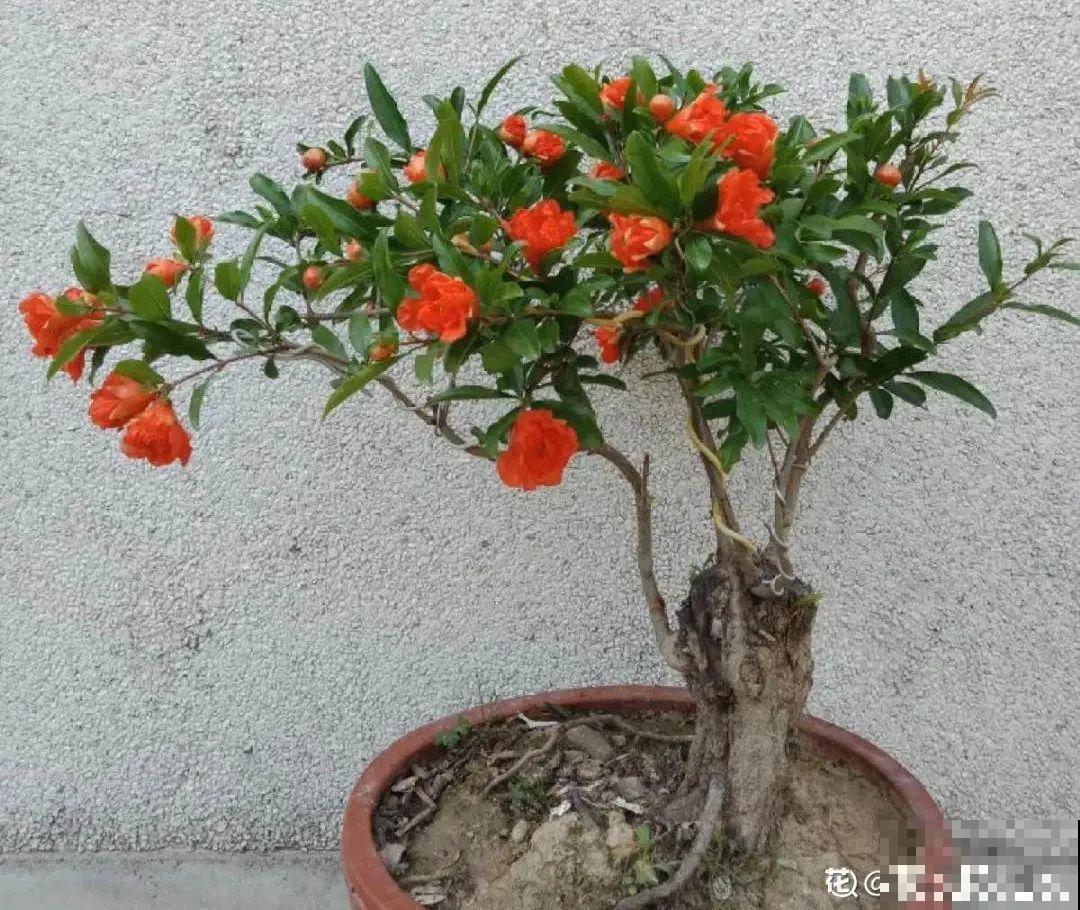 15种花，冬季浇水要注意，浇错了容易冻伤