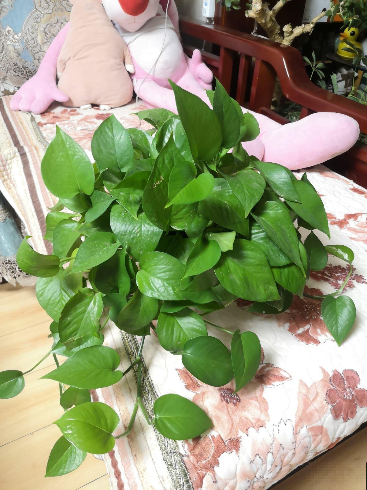 厨房油烟重就养5种绿植，净化空气效果好，还能揪一把炒菜吃