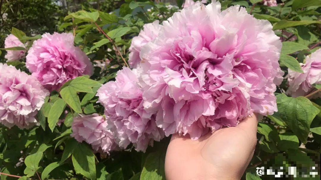 八种花养成老桩,有镇宅旺家好兆头,生机满满 八种花养成老桩,有镇宅旺家好兆头,生机满满