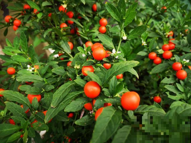 10种有毒花,路边见到要小心,千万别食用 10种有毒花,路边见到要小心,千万别食用