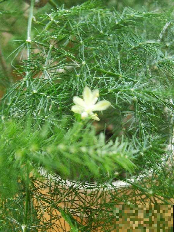 养文竹就得狠心剪一刀,学会“3剪1控”,一个月长成茂密小森林 养文竹就得狠心剪一刀,学会“3剪1控”,一个月长成茂密小森林