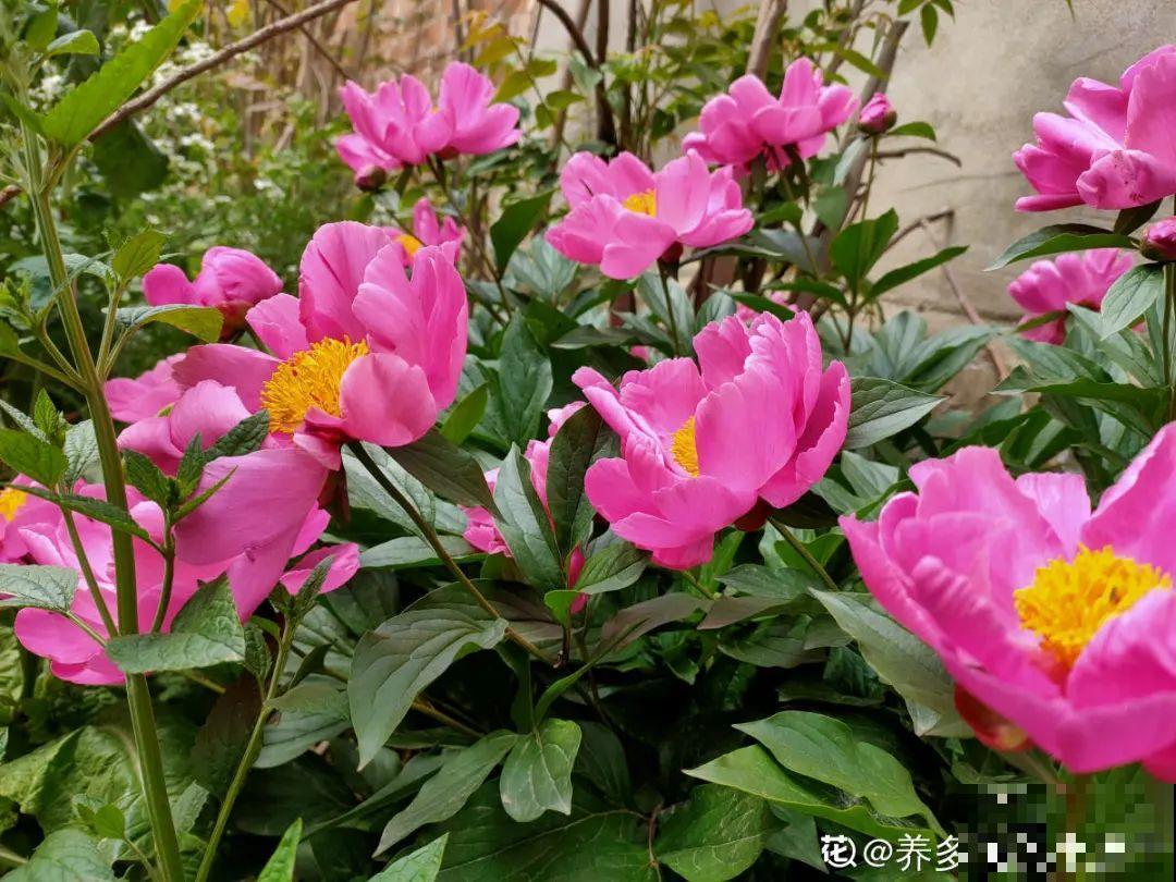 适合秋天养的12种花,耐阴又耐寒,秋冬长得更精神 适合秋天养的12种花,耐阴又耐寒,秋冬长得更精神