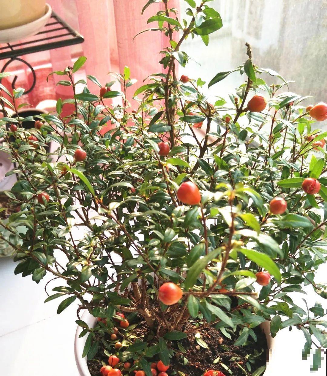 家里养盆“招财花”，一年四季开红花结红果，“招财旺运”又红火