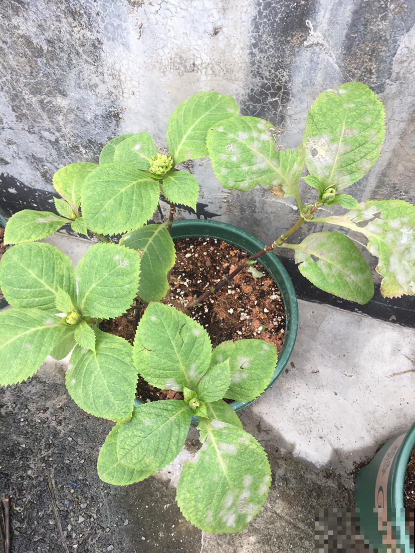 植物叶子出现“白霜”,是白粉病要谨慎起来,三个方法搞定 植物叶子出现“白霜”,是白粉病要谨慎起来,三个方法搞定