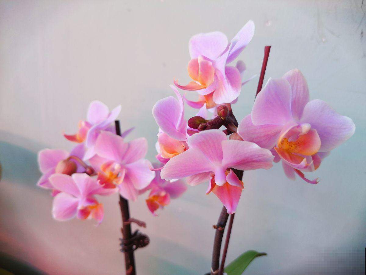 不可多得的“贵气花”,有八方来财的好兆头,养在家里大气上档次 不可多得的“贵气花”,有八方来财的好兆头,养在家里大气上档次