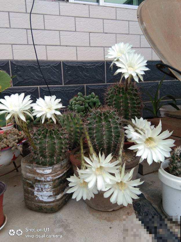 公认好养的8种花，我却一养一个死，究竟是为啥