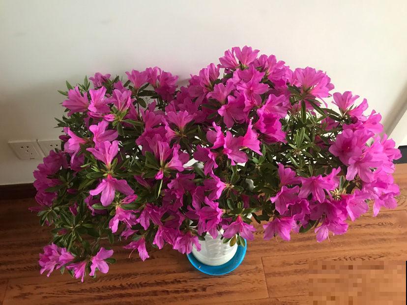 想让杜鹃开花多得不见叶,掌握5个“窍门”,满盆开爆花很简单 想让杜鹃开花多得不见叶,掌握5个“窍门”,满盆开爆花很简单