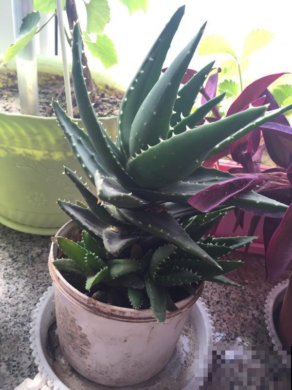 芦荟养护超简单，做好这5步，秒变又肥又壮小胖崽