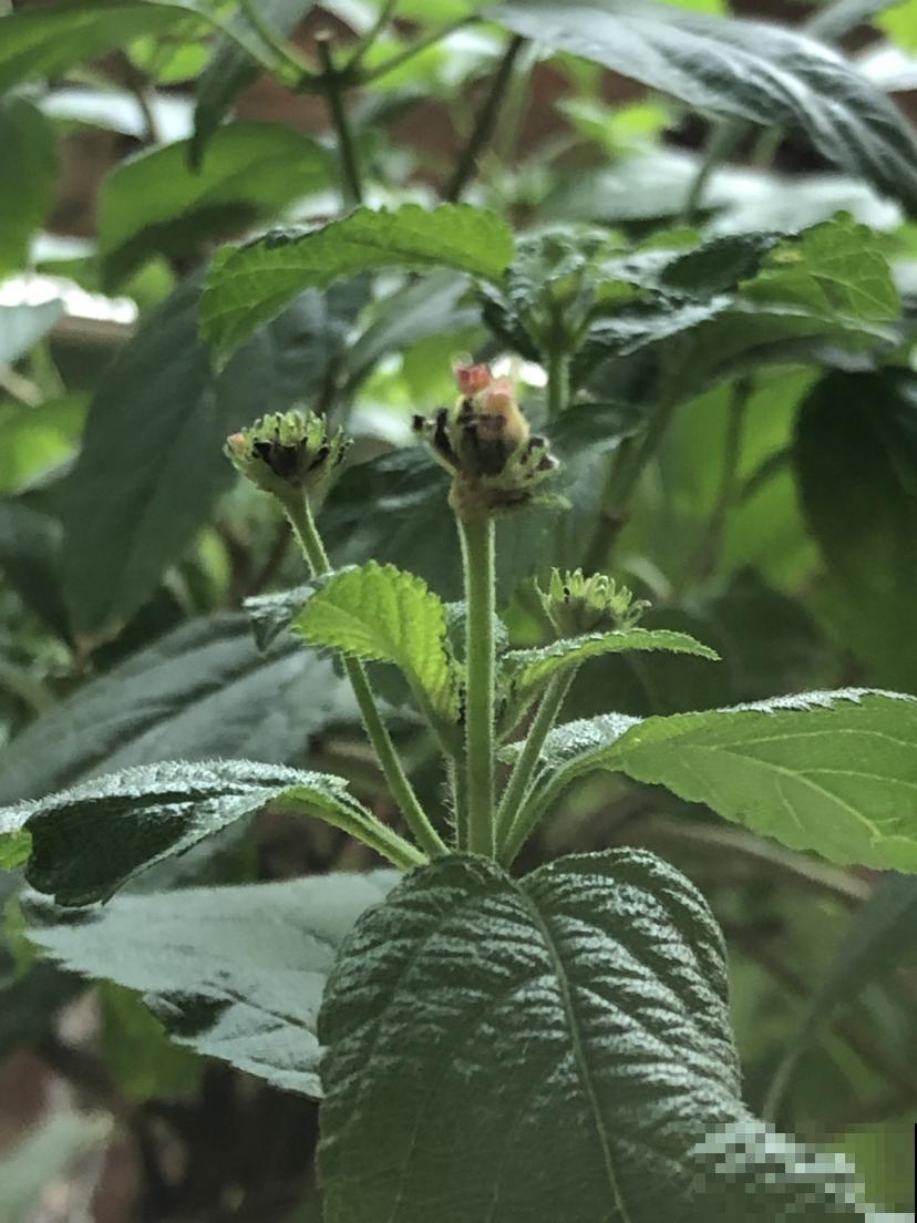 五色梅四季开花,要是谁还能把它养死,那可能不太适合养花 五色梅四季开花,要是谁还能把它养死,那可能不太适合养花