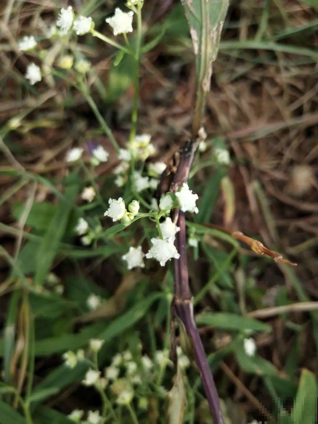 河南等地遭“恶魔之花”入侵，看到之后赶紧报告，不然会有大麻烦