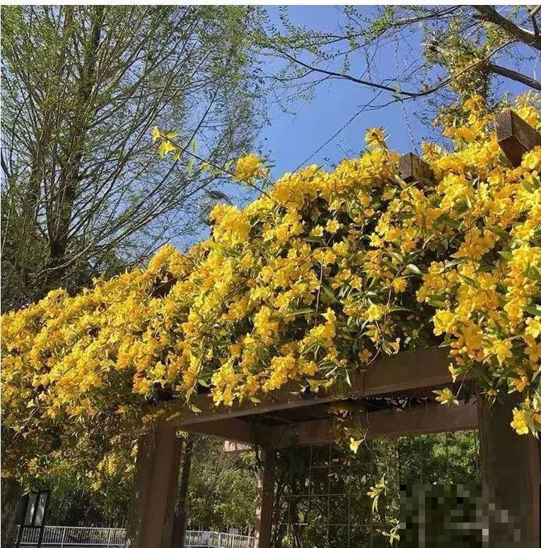 花量巨大的法国香水,被称作开花界“航空母舰”,花期能有大半年 花量巨大的法国香水,被称作开花界“航空母舰”,花期能有大半年