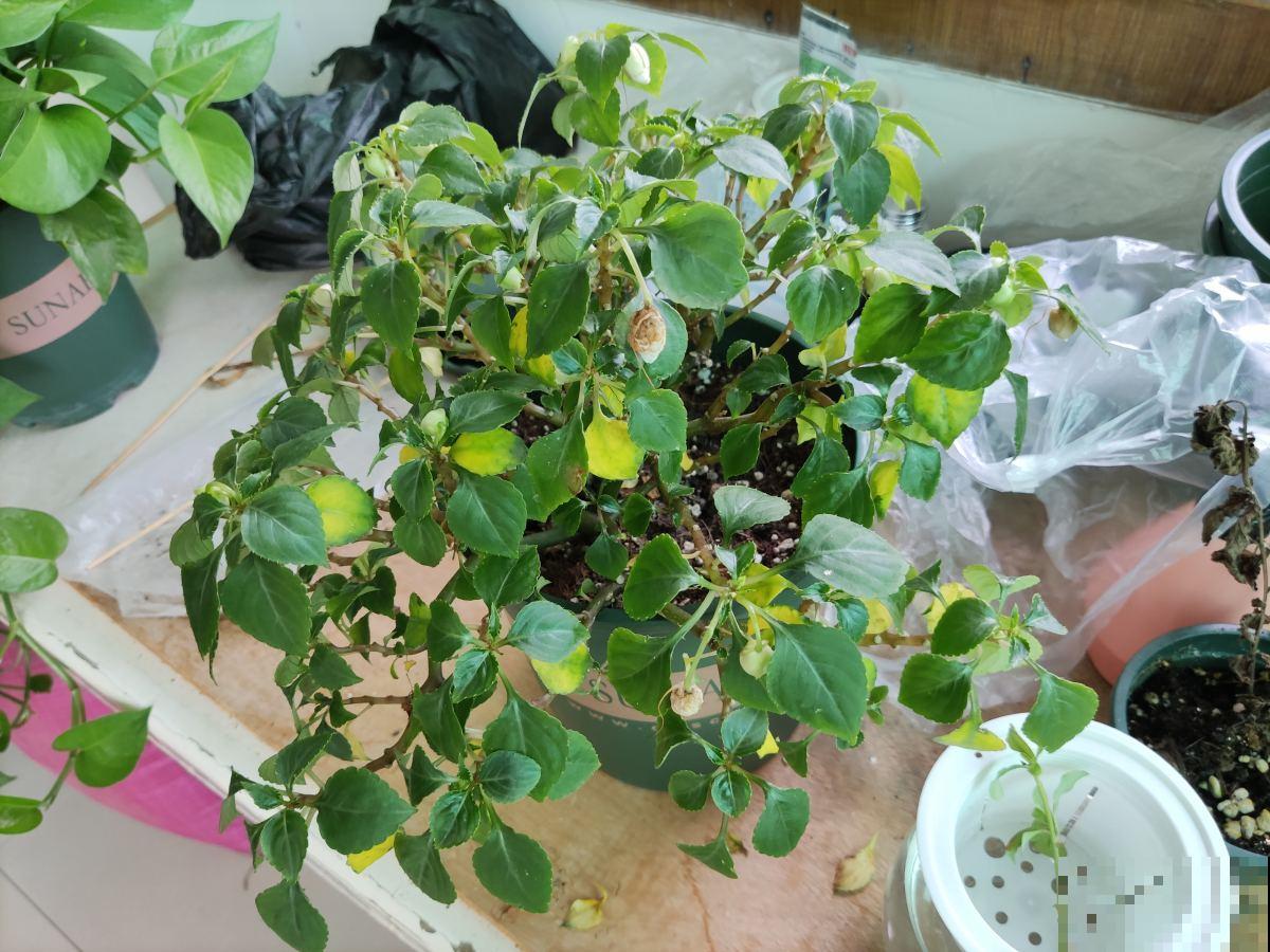 阳台党的“爆花神器”，花中的“白雪公主”，冬天养正合适