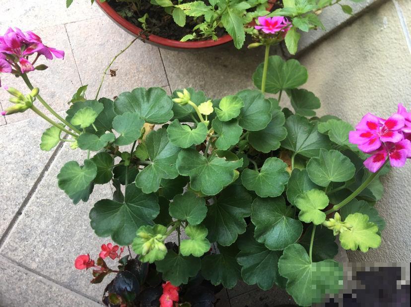 天竺葵是“开花机器”,一个动作不注意,刚长的花苞就掉一地! 天竺葵是“开花机器”,一个动作不注意,刚长的花苞就掉一地!