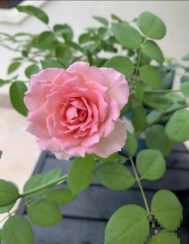 我养过的10种灌木月季，家里阳台就能养好，秒变小花园