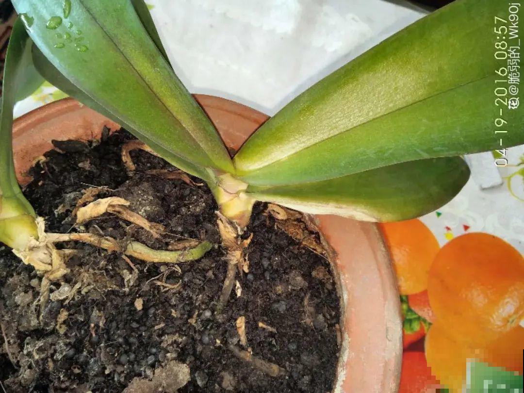 能开大半年的“蝴蝶花”,皮实耐阴好养活,养在家里喜庆热闹 能开大半年的“蝴蝶花”,皮实耐阴好养活,养在家里喜庆热闹