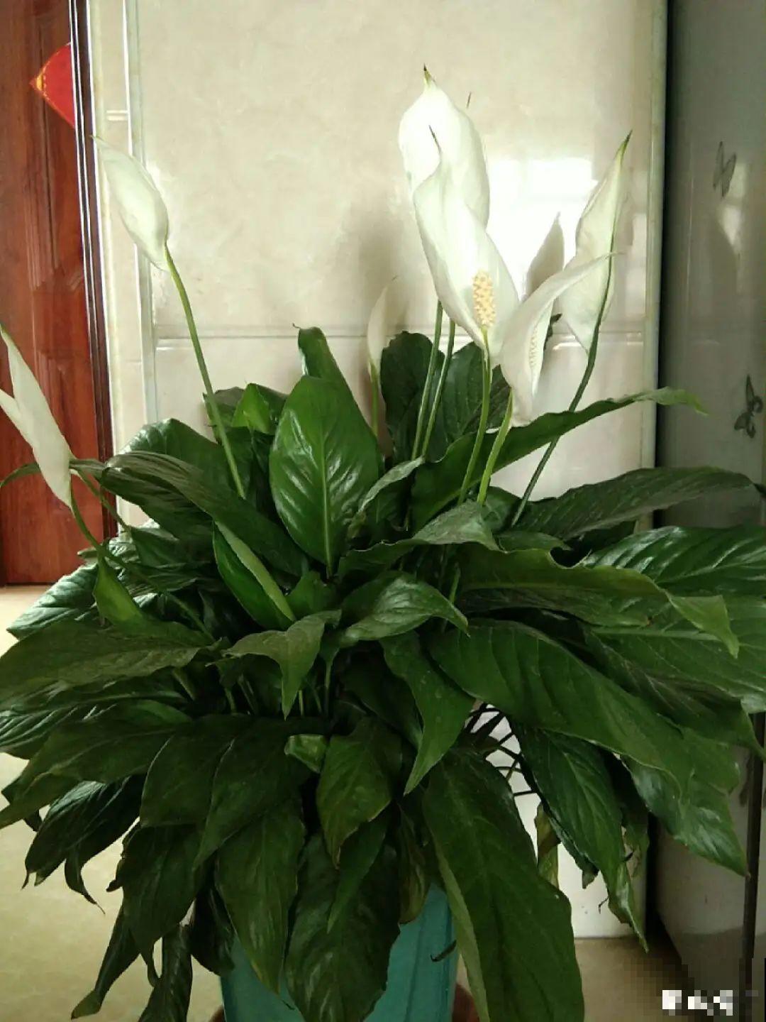 爱“生崽”的花,现在赶紧翻盆,一盆变多盆还能挣钱 爱“生崽”的花,现在赶紧翻盆,一盆变多盆还能挣钱