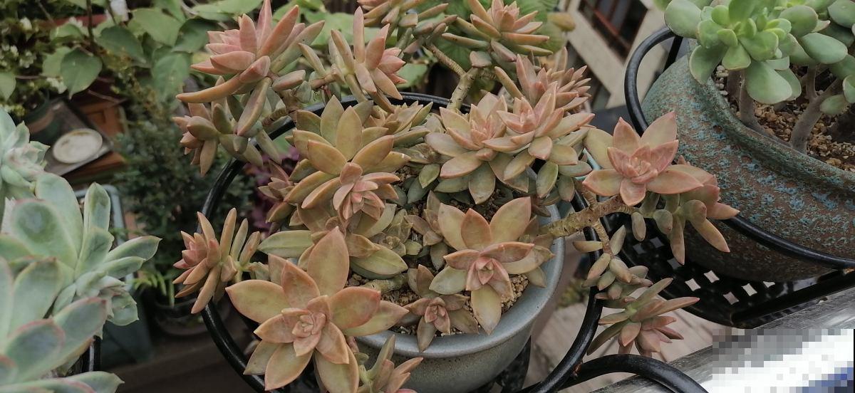 1个塑料袋,让植物安稳过冬,操作很简单 1个塑料袋,让植物安稳过冬,操作很简单