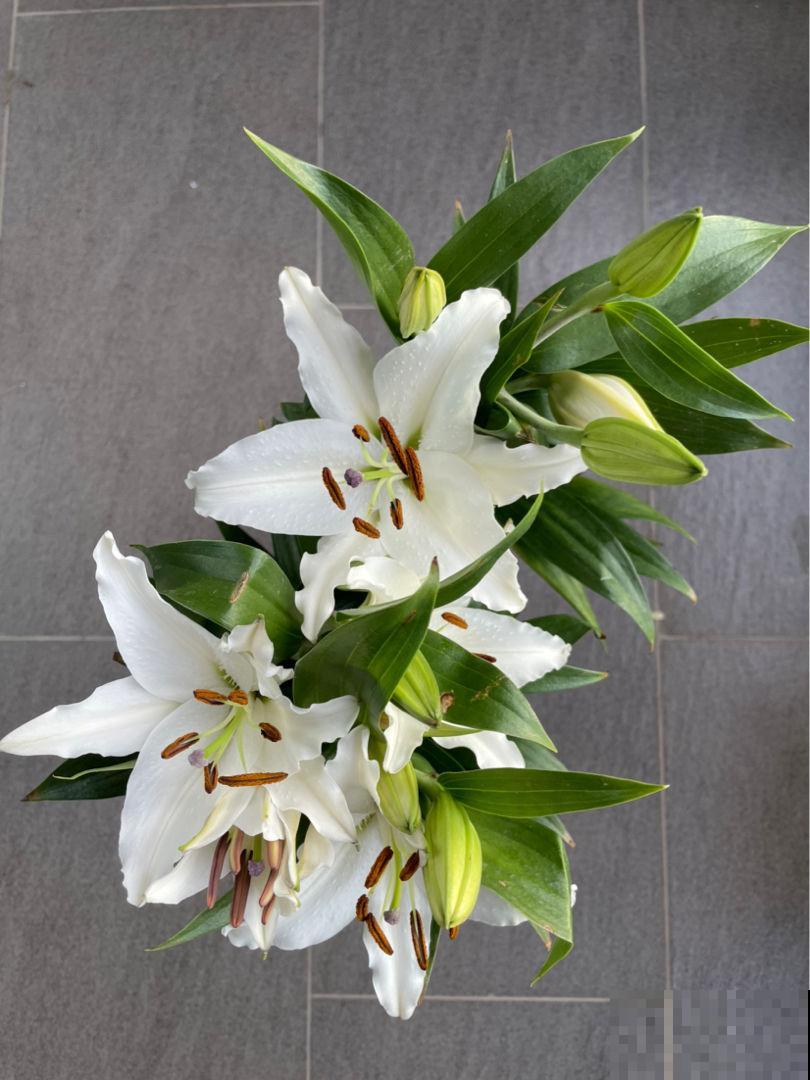 不能放在卧室养的6种花，时间越久对人身体伤害越大，抓紧搬出去