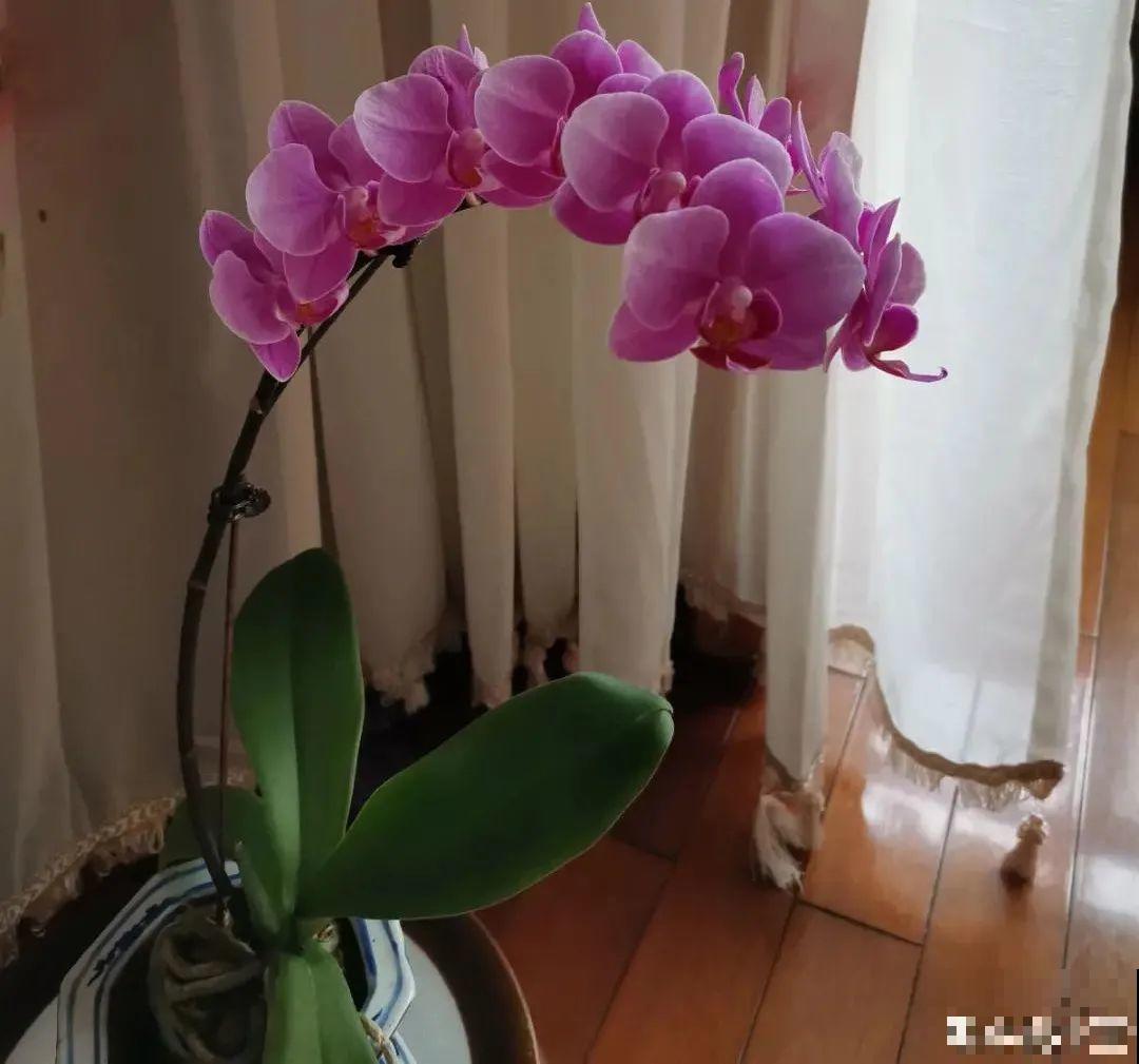 12月啦,快买“喜庆花”,能开3个月,下个月就涨价,别被 12月啦,快买“喜庆花”,能开3个月,下个月就涨价,别被