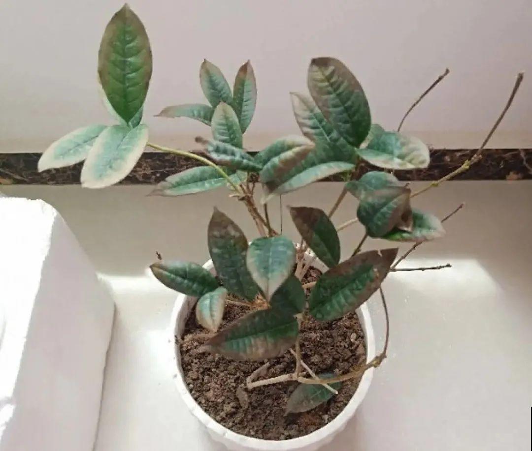 秋天种16种花，冬天就能开爆盆，满盆都是花