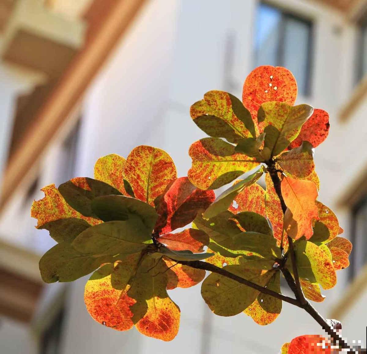 退休以后，在海南买了个房子，才知道为啥大家都爱来