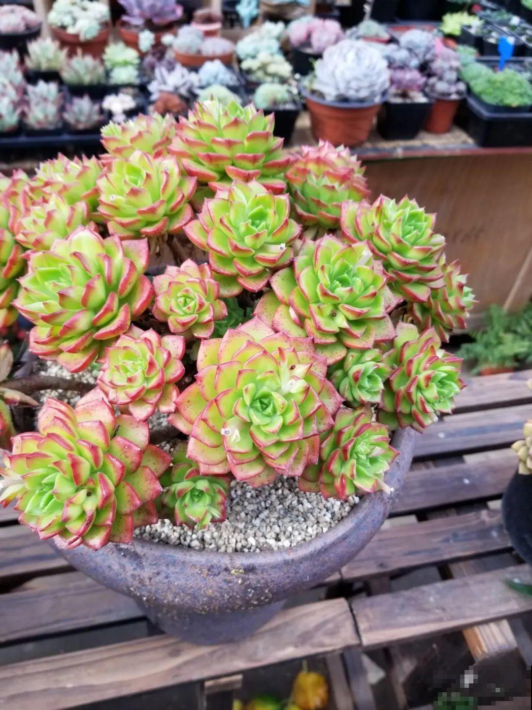 入秋一盆水,休眠的花“醒了”,猛长大花苞 入秋一盆水,休眠的花“醒了”,猛长大花苞