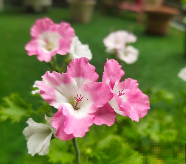 4种花摇身一变超美“老桩”，精致又贵气，价格翻一倍