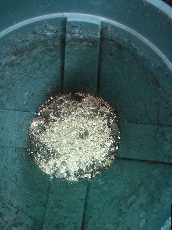 别只会用营养土，4种东西加土里，营养和透气性超级加倍