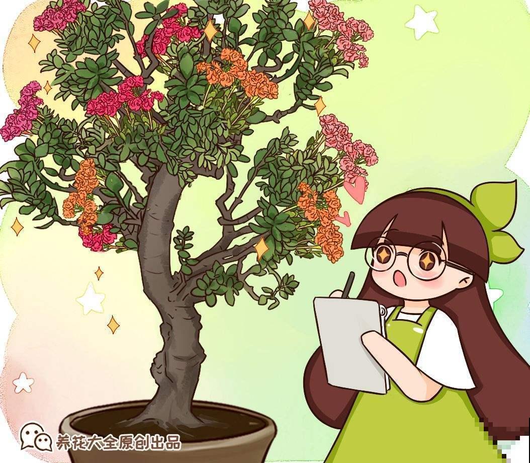 今年流行的“客厅花”，特旺财，隔壁大妈都爱养