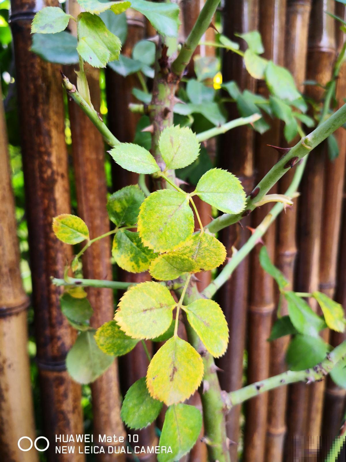 养花小妙招都是坑,从浇水到施肥一步一个坑,谁信谁吃亏 养花小妙招都是坑,从浇水到施肥一步一个坑,谁信谁吃亏