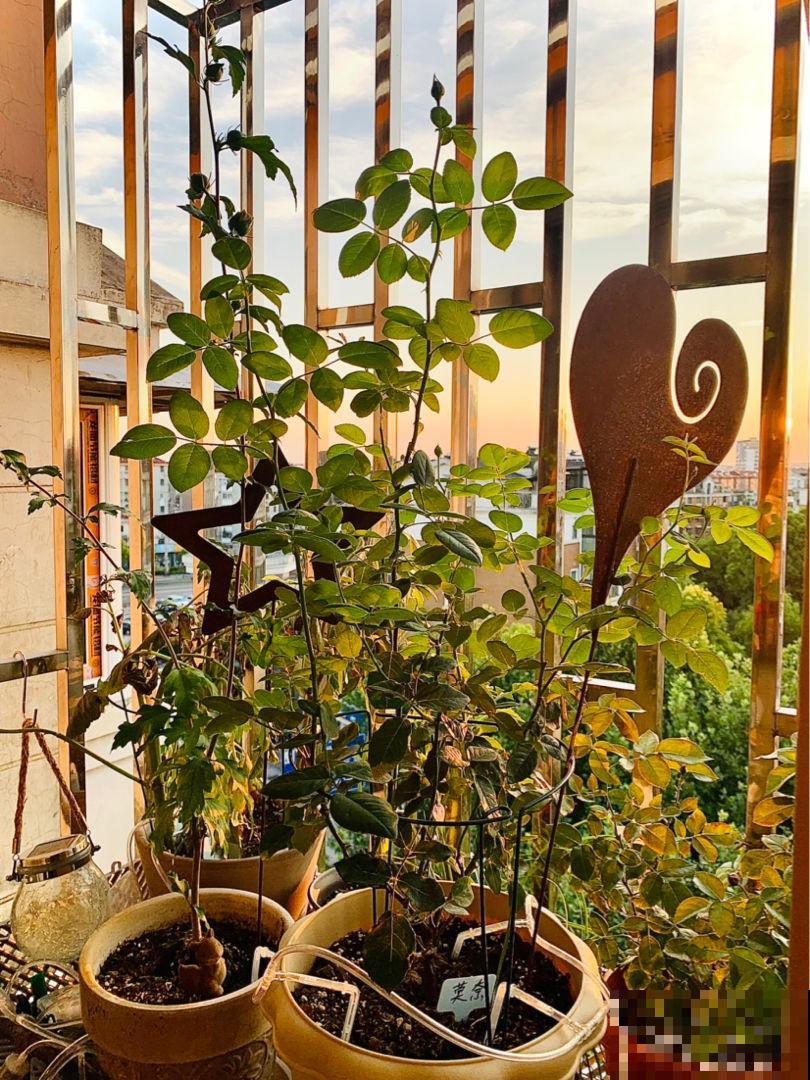 高空抛物真可怕，高楼花盆别乱放，不要因为养花而闯祸